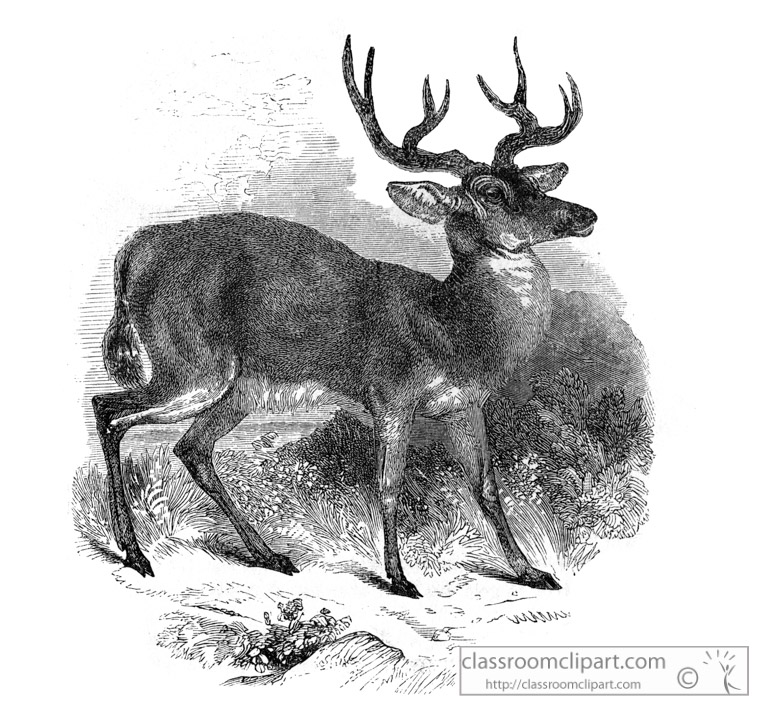 deer-illustration-567.jpg