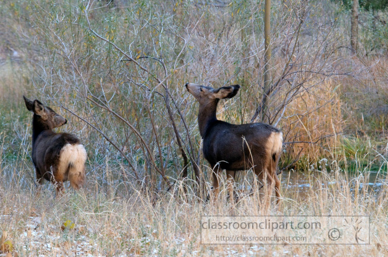 deer-zion-national-park-photo_33.jpg