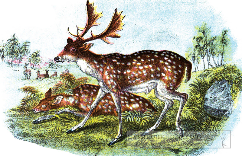 fallow-deer-with-antler.jpg
