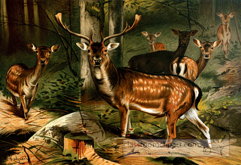 group-of-deer-in-forest.jpg