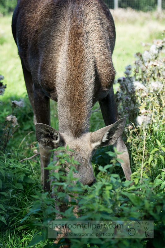 moose-eating-plants-in-field-northern-europe-sweden-photo-image-0273.jpg