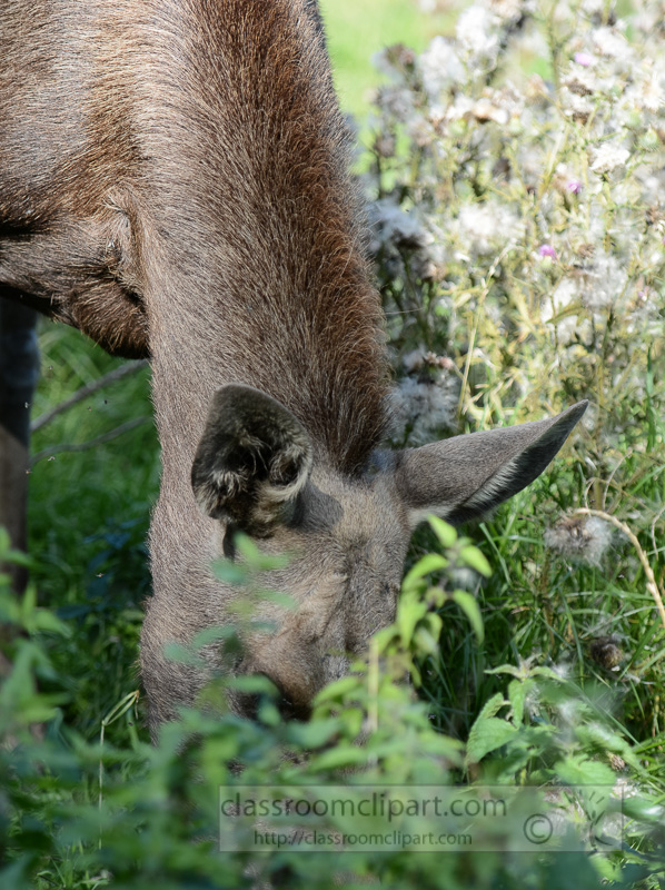 moose-grazing-in-field-northern-europe-sweden--photo-image-0276a-Edit.jpg