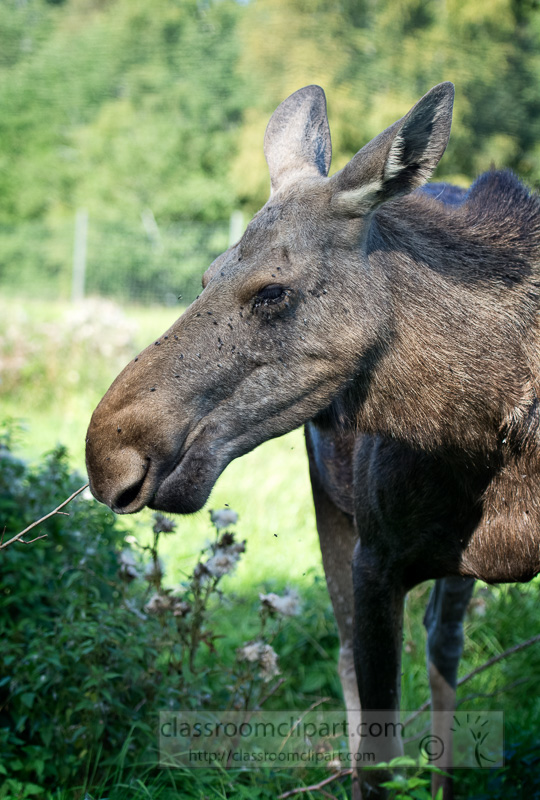 moose-grazing-in-field-northern-europe-sweden-photo-image-0289.jpg
