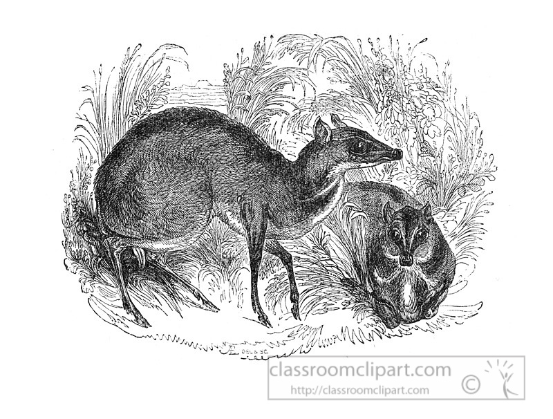 musk-deer-illustration-571-1a.jpg