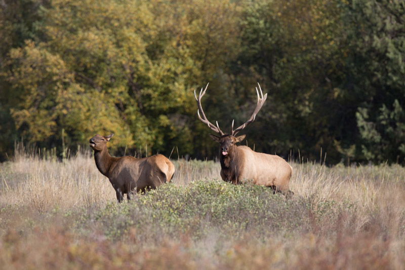 photo-bull-elk-in-rut-in-the-grasses-montana.jpg