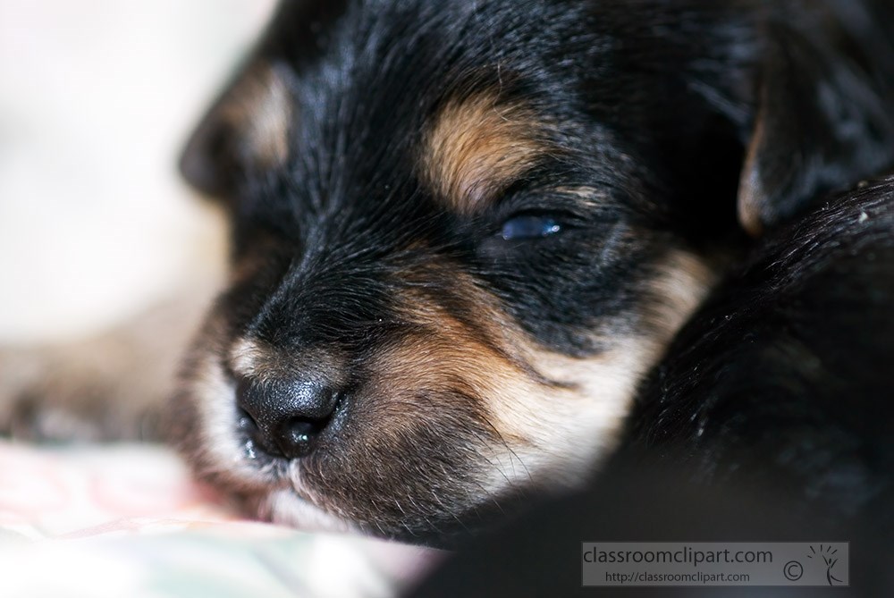 closeup-of-black-brown-white-puppy-face.jpg