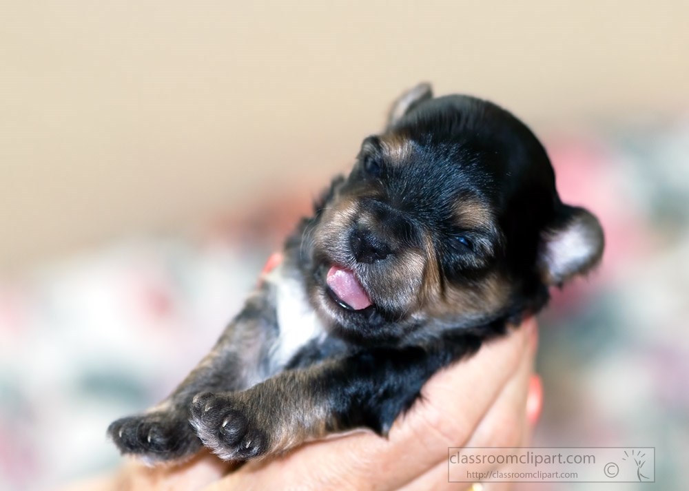 cute-puppy-held-in-hand.jpg