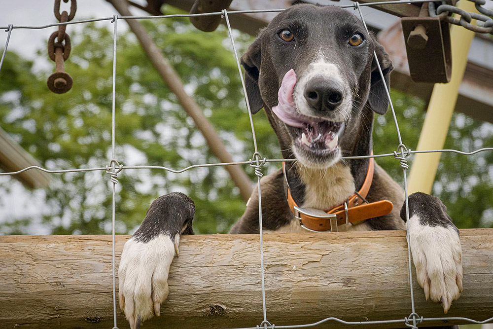 dog-hangs-on-fence.jpg