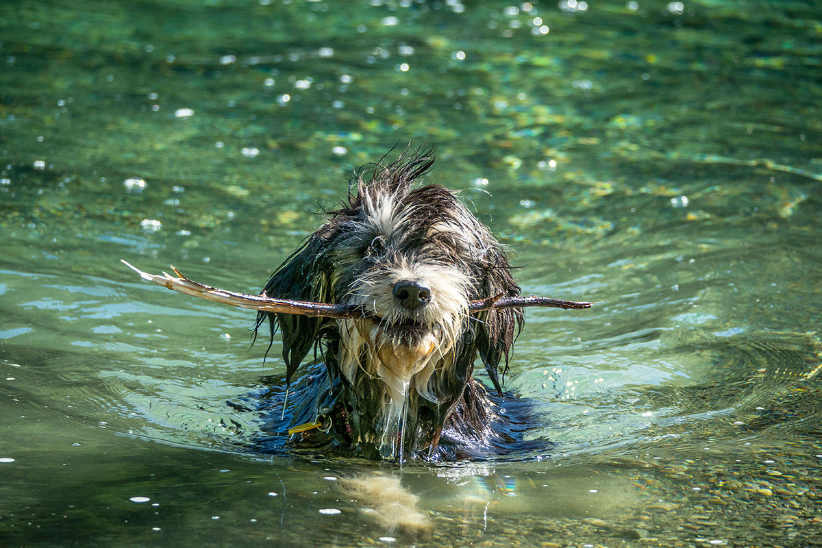 dog-having-fun-fetching-stick-in-lake.jpg