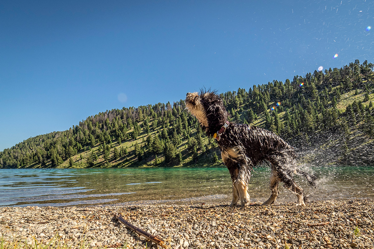 dog-shakes-off-water-after-playing-in-lake.jpg