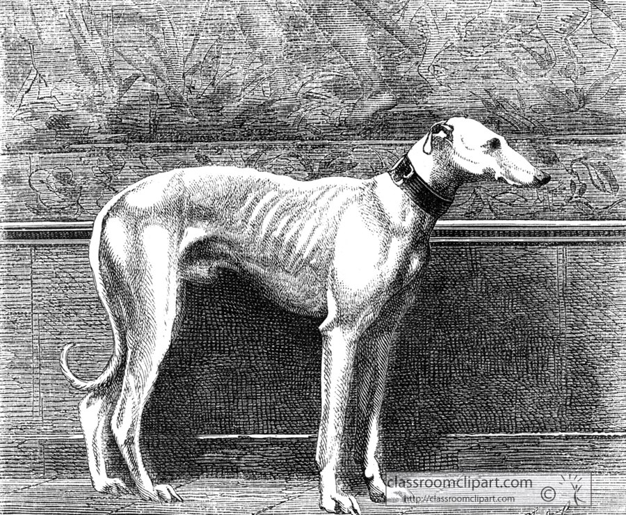 greyhound-illustration-ma405AA.jpg