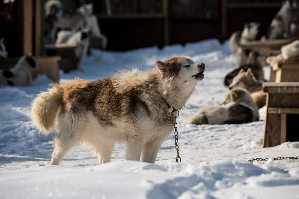 group-of-canadian-inuit-dogs.jpg