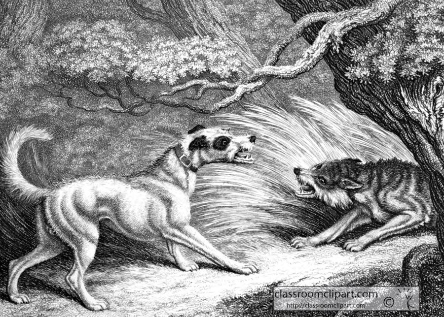 historical-engraving-animal-illustration-164A.jpg
