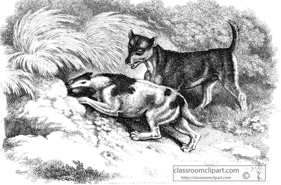 historical-engraving-animal-illustration-166A.jpg