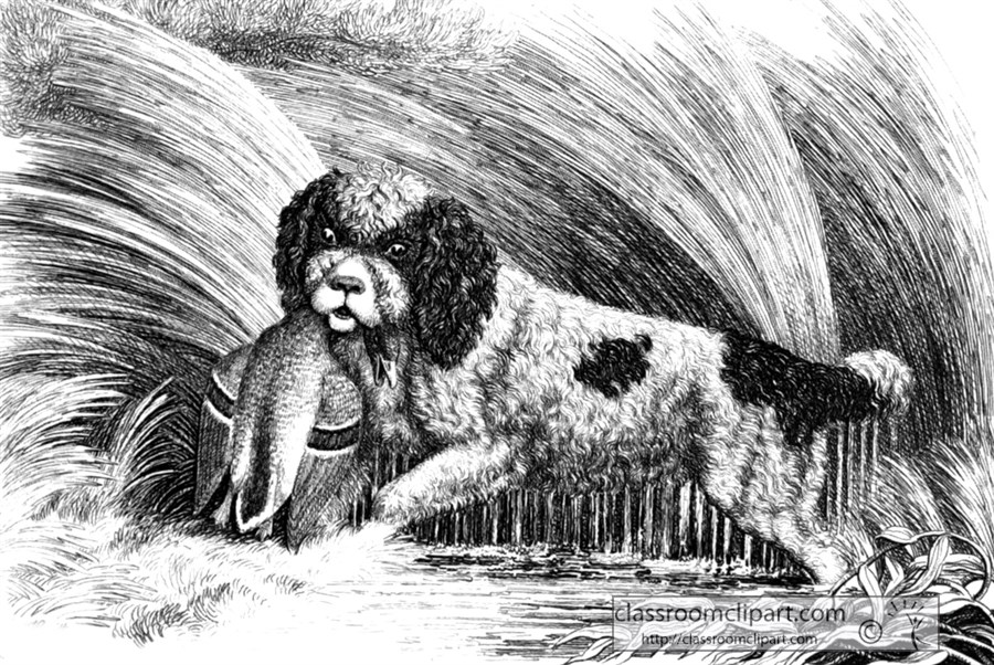historical-engraving-animal-illustration-232A.jpg