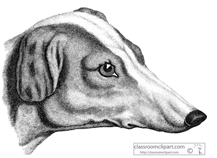 historical-engraving-fox-hound-dog-head-210.jpg