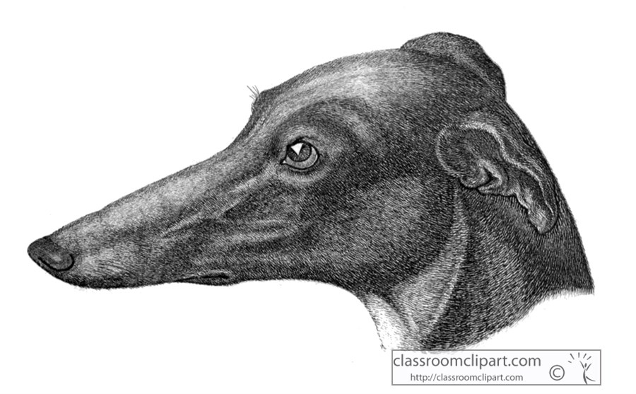 historical-engraving-grey-hound-dog-head-208.jpg