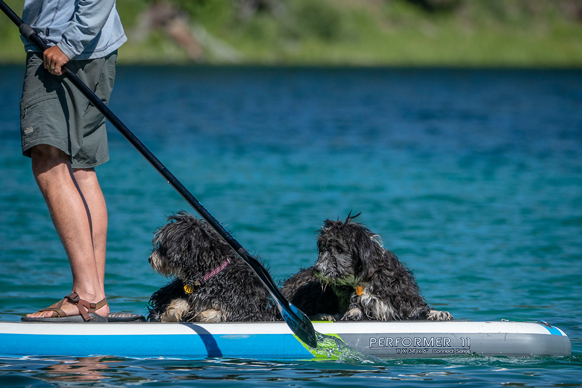 man-paddle-boards-wade-lake-with-his-dogs.jpg