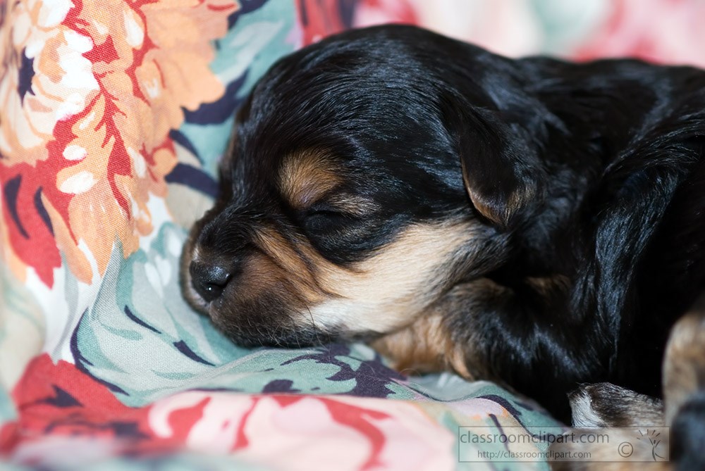 puppy-sleeping-on-blanket.jpg