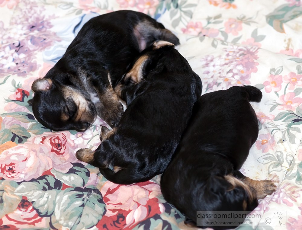 three-puppies-on-blanket.jpg