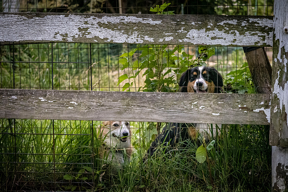 two-dogs-looking-out-from-wooden-fence.jpg