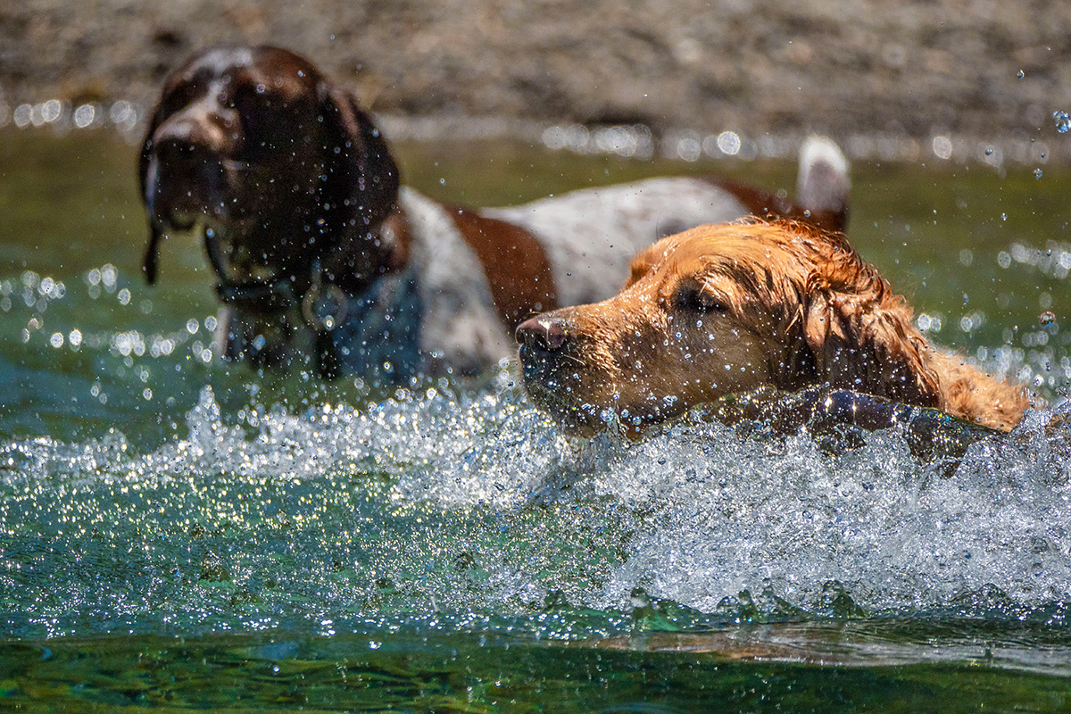 two-dogs-plaiying-in-a-lake.jpg