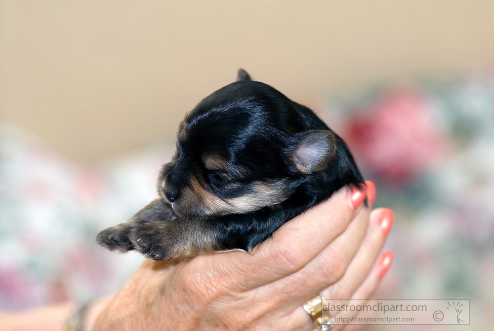 woman-holding-a-puppy-in-hands.jpg