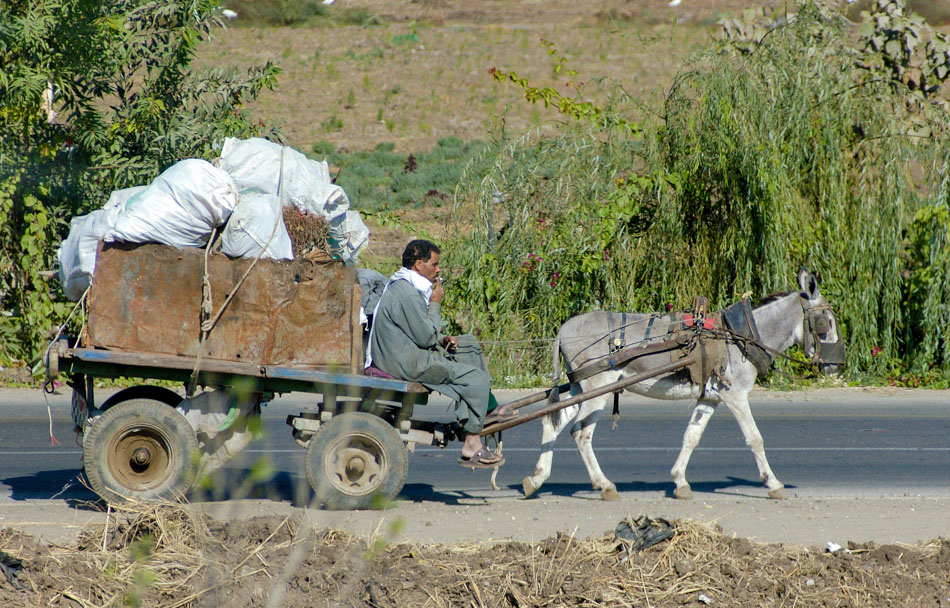 donkey-pulling-cart-filled-with-bags-egypt-2.jpg