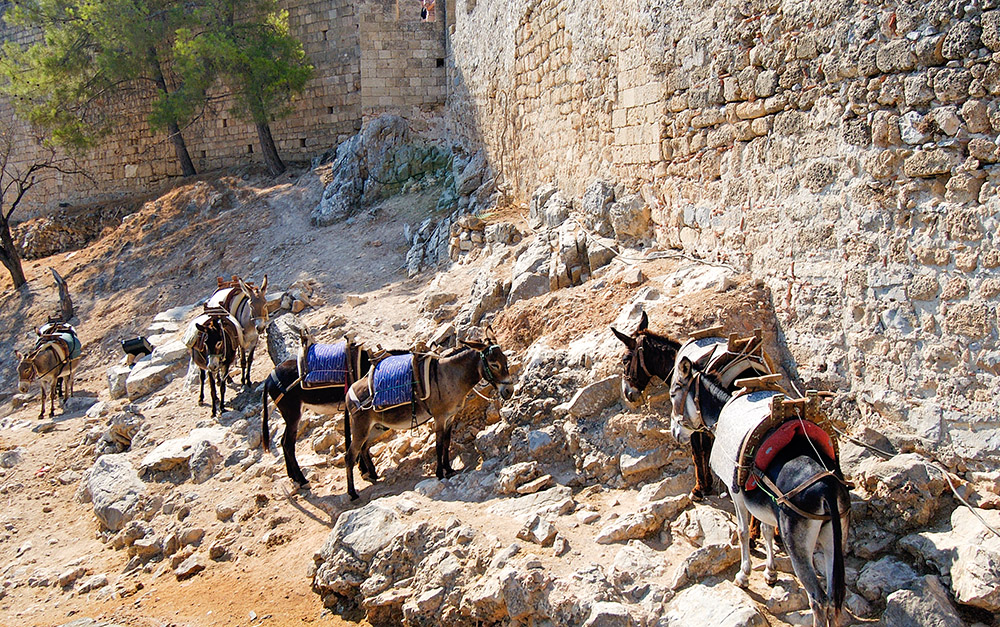 donkeys-at-medieval-city-of-rhodes.jpg