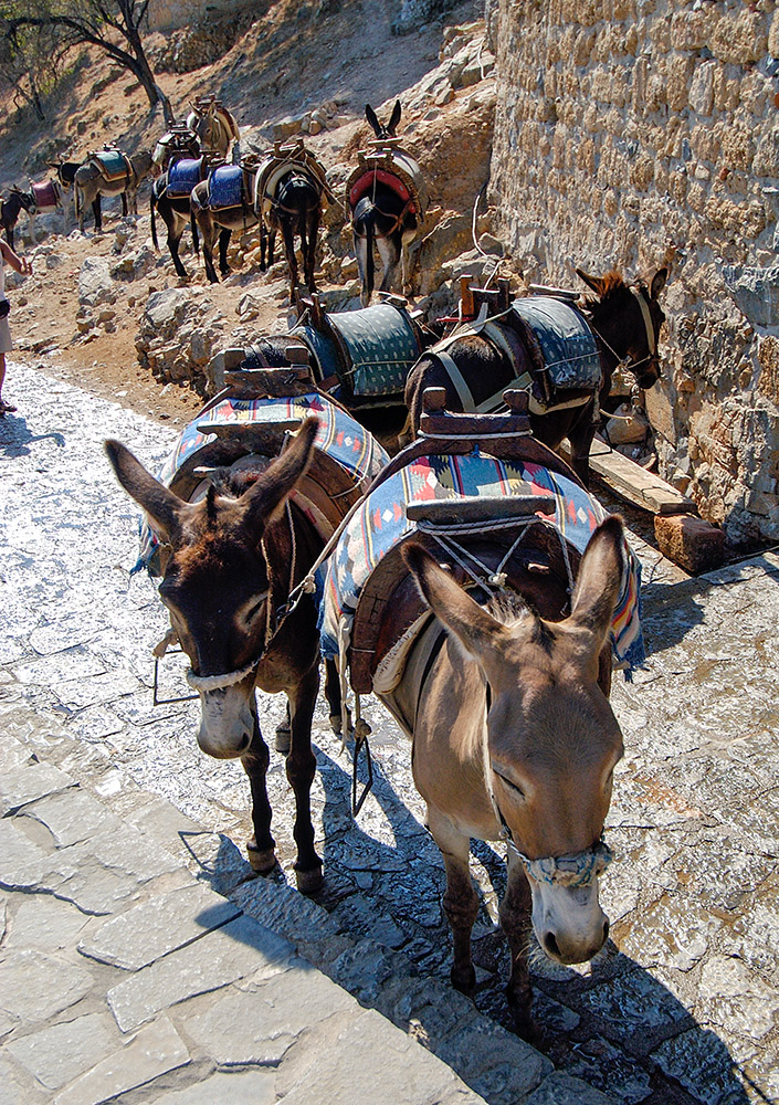 donkeys-prepared-to-give-rides-to-tourist-in-rhodes-greece.jpg