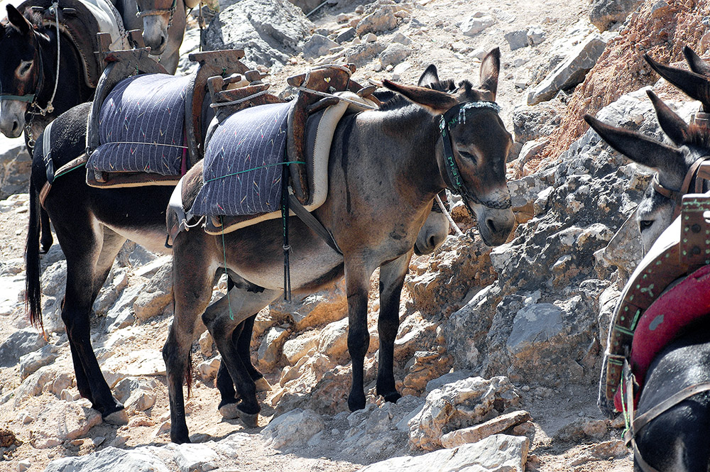 donkeys-standing-near-rocky-area-rhodes-greece.jpg