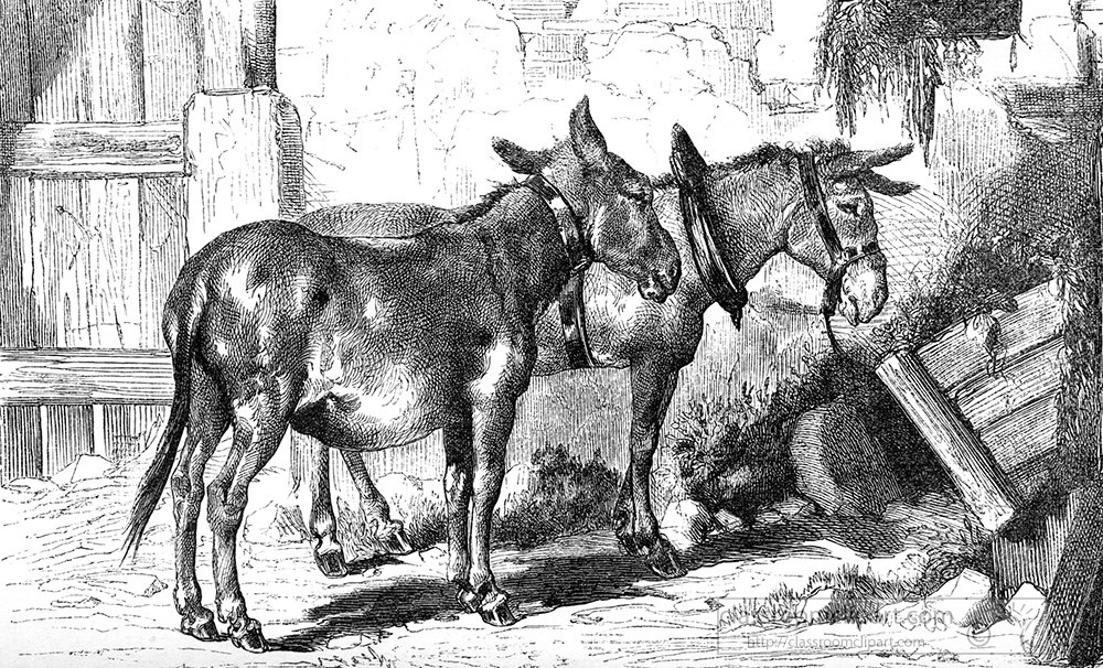 mule-illustration-214a.jpg