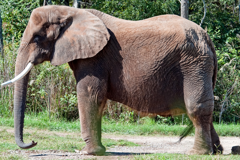 Elephant-standing-side-closeup-image-100809.jpg