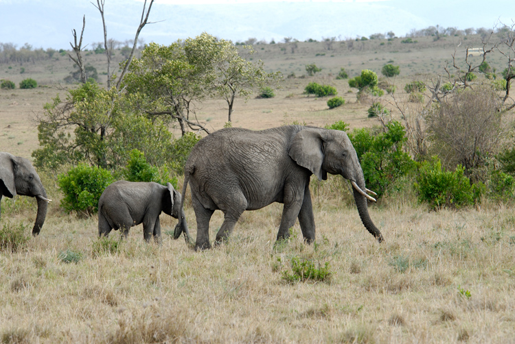 adult-and-baby-elephant-safari-kenya-africa-081.jpg