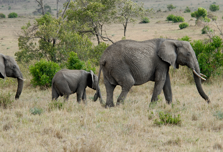 adult-and-baby-elephant-safari-kenya-africa-082.jpg