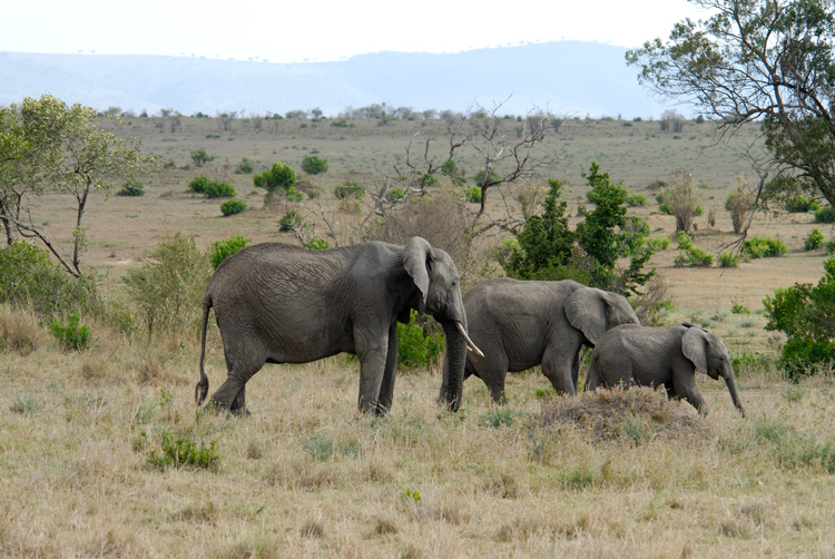 adult-and-baby-elephant-safari-kenya-africa-083.jpg