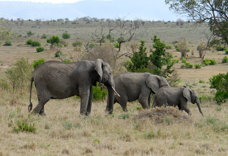 adult-and-baby-elephant-safari-kenya-africa-084.jpg