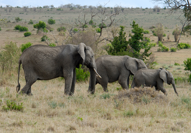 adult-and-baby-elephant-safari-kenya-africa-085.jpg