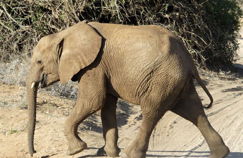 african-elephant-2.jpg
