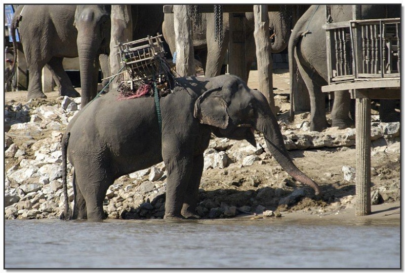 an-elephants-on-river-bank-thailand-055.jpg