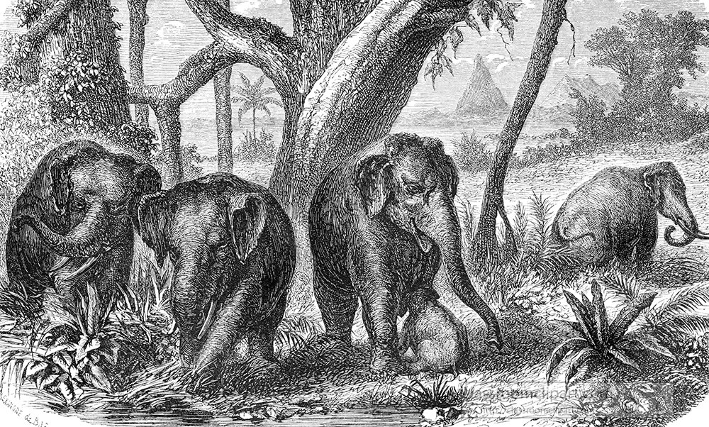 asiatic-elephant-illustration-119a.jpg