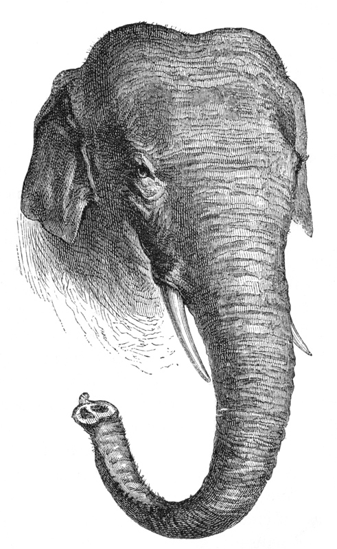 asiatic-elephant-ma123.jpg