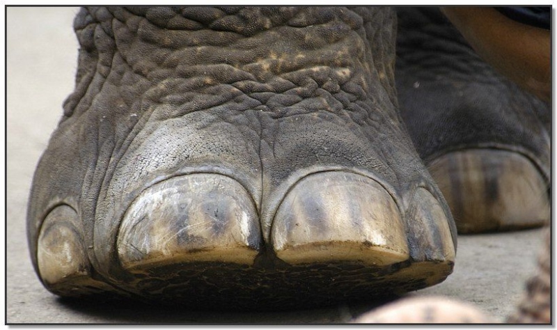 closeup-elephant-toes.jpg