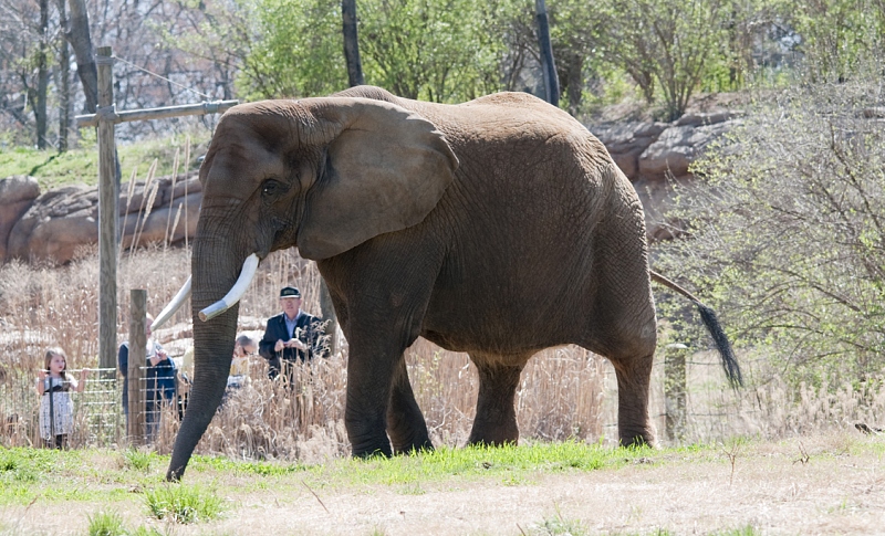 elephant-at-zoo-nashville-tennessee-2601a.jpg