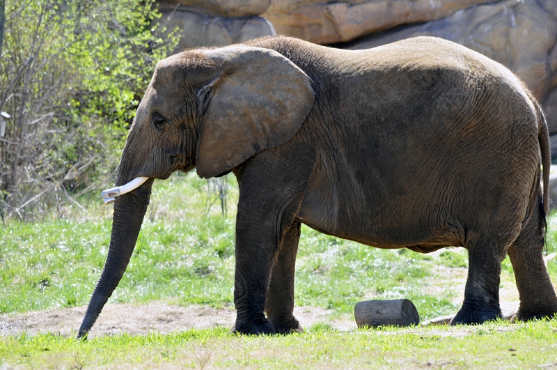 elephant-at-zoo-nashville-tennessee-2605aa.jpg