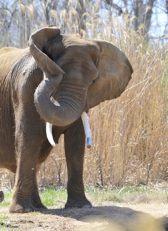 elephant-at-zoo-nashville-tennessee-2615A.jpg