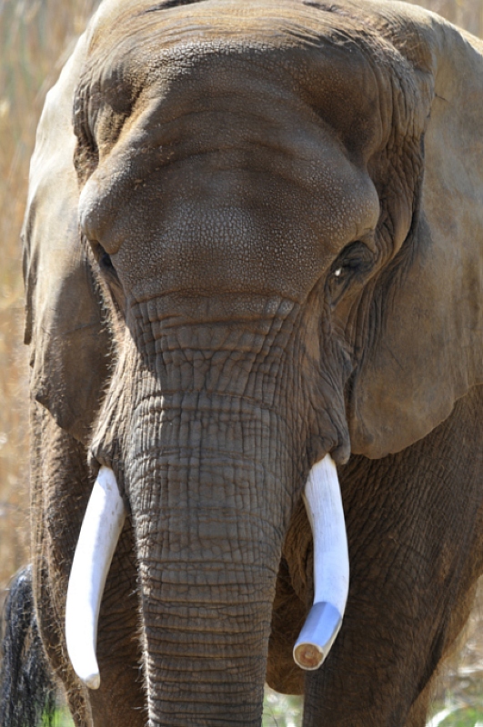 elephant-at-zoo-nashville-tennessee-2626A.jpg