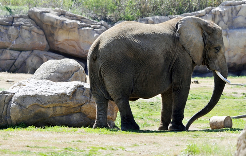 elephant-at-zoo-nashville-tennessee-2658-testB.jpg