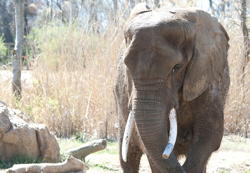 elephant-at-zoo-nashville-tennessee-2663A.jpg