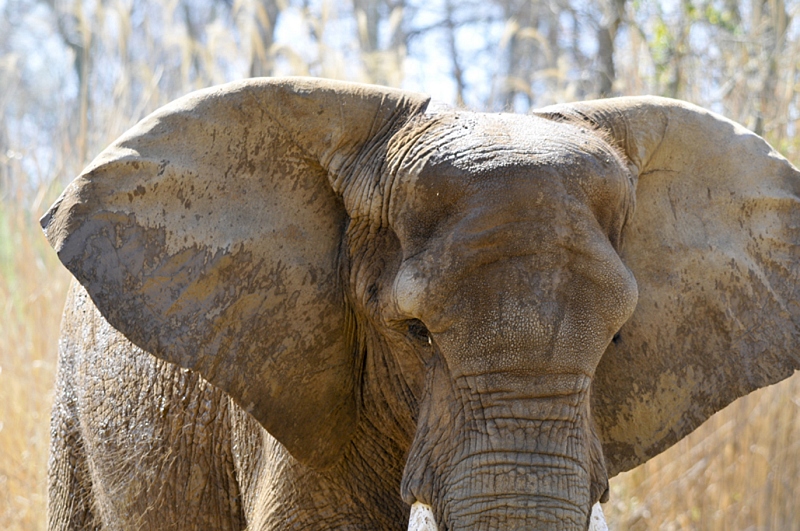 elephant-at-zoo-nashville-tennessee-2669A.jpg